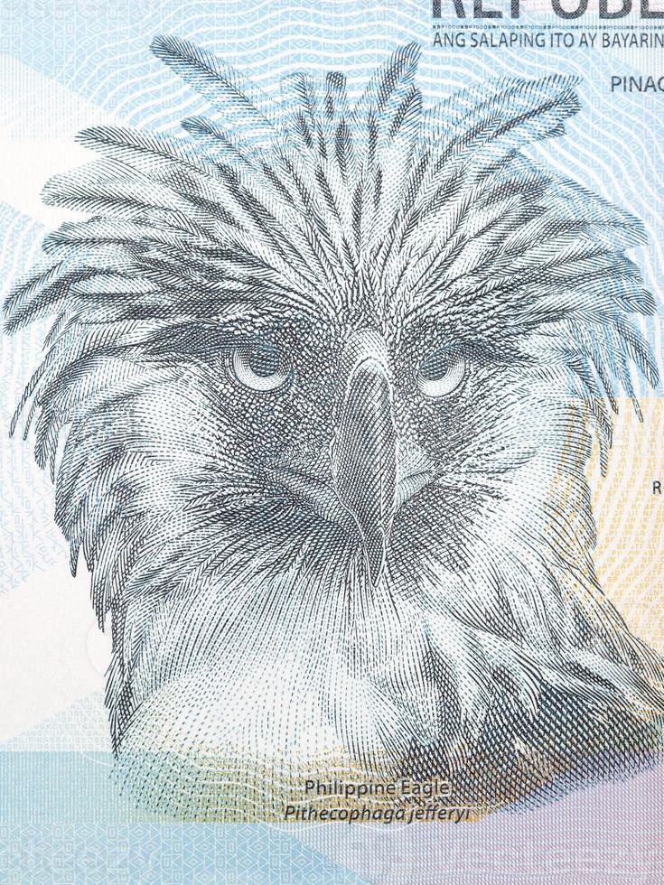 Philippine Eagle a portrait from money photo