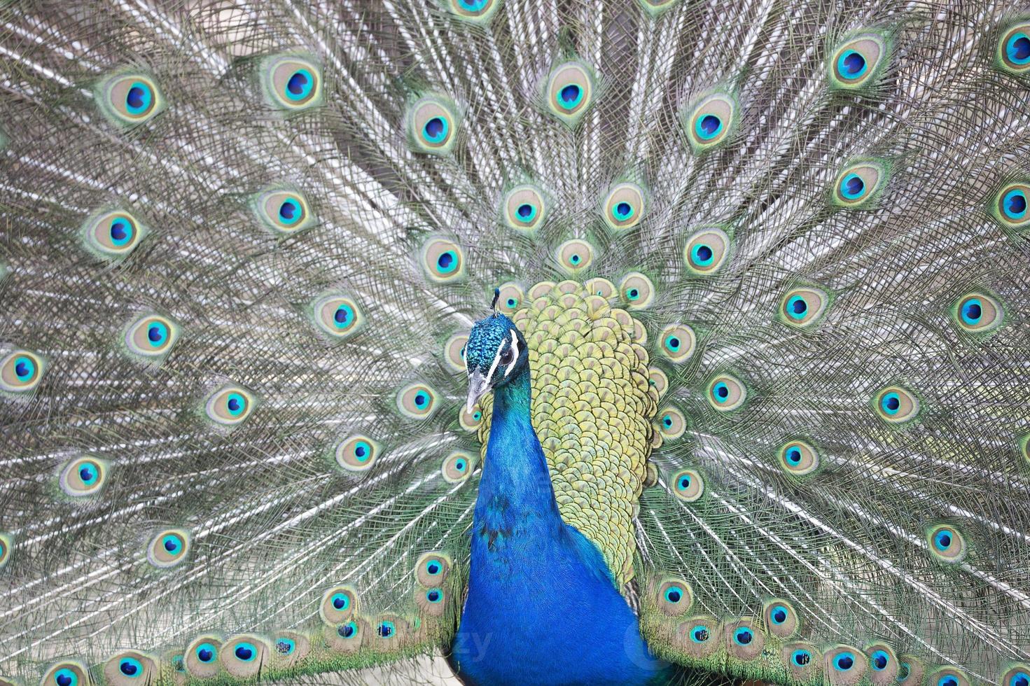 Peacock a portrait photo