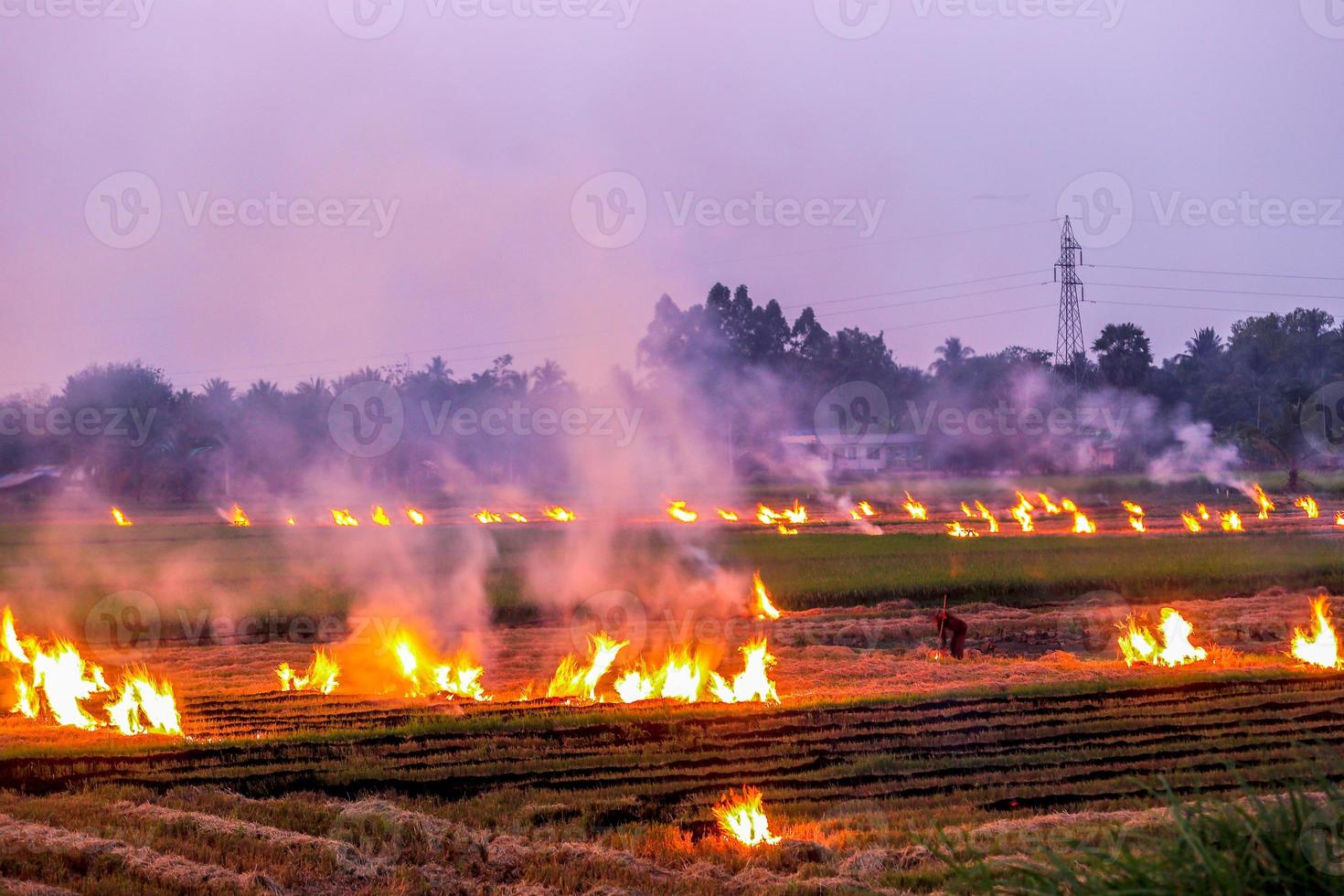 agricultural waste burning cause of smog and pollution. Fumes produced by the incineration of hay and rice straw in agricultural fields. PM 2.5 dust in agriculture at rural Thailand. photo