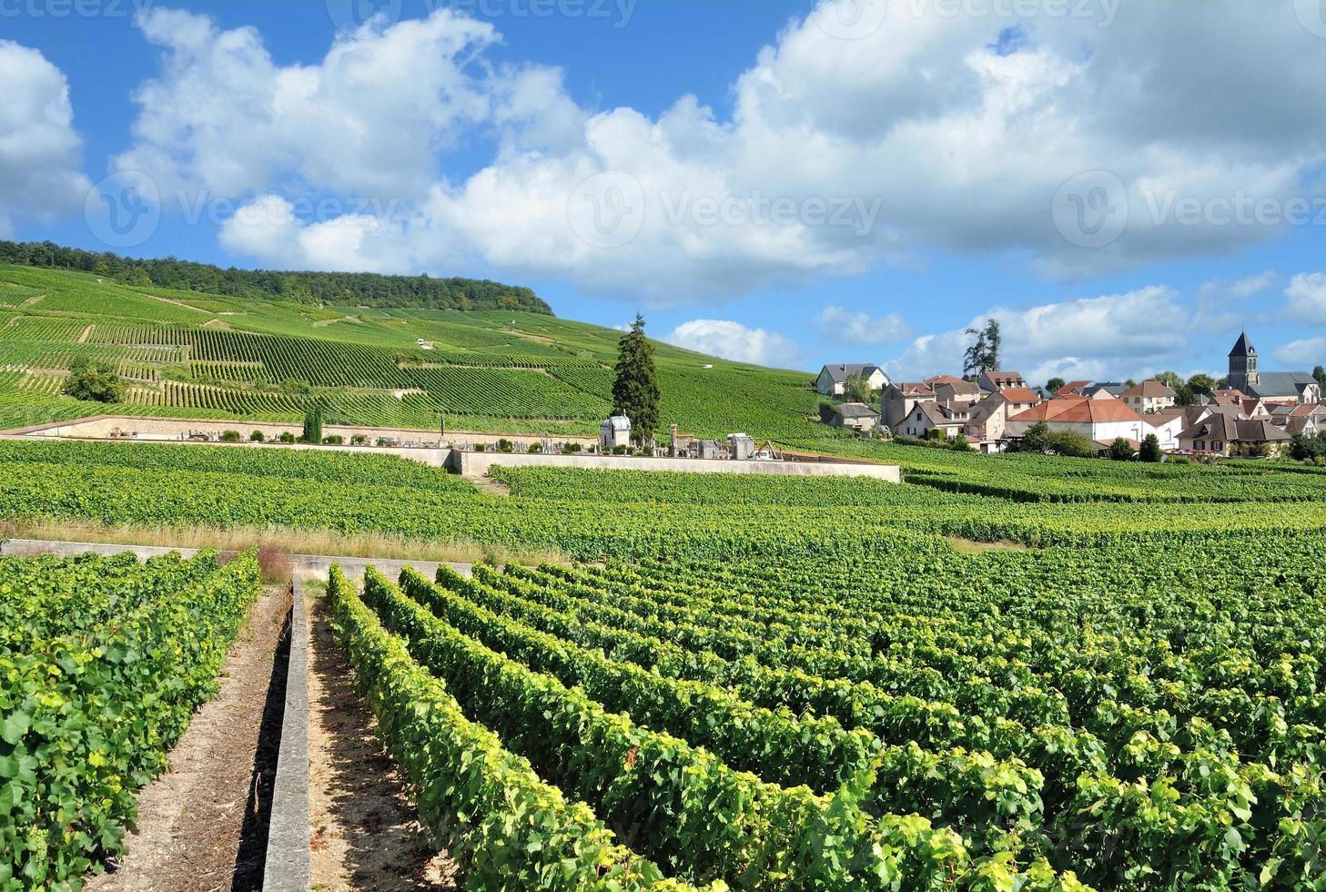 viñedo paisaje en oger cerca a epernay en champán región, Francia foto