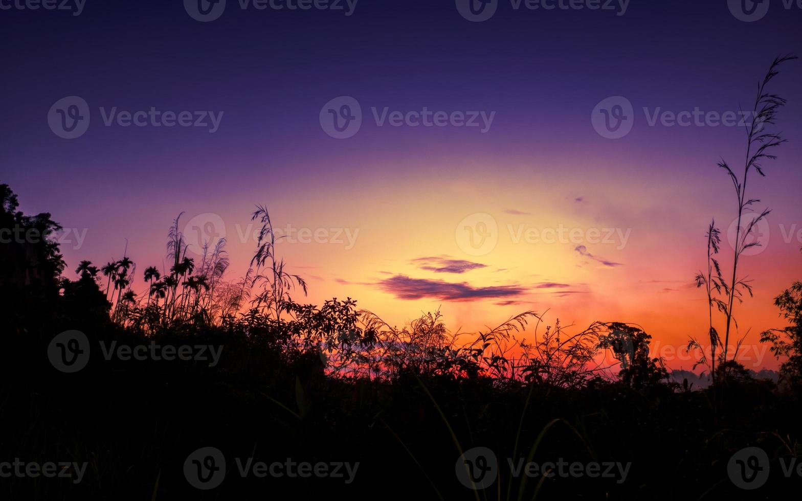 Sunset or sunrise with silhouette of grass and bush photo