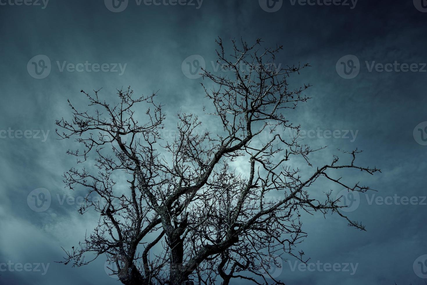 Dry tree with branches photo