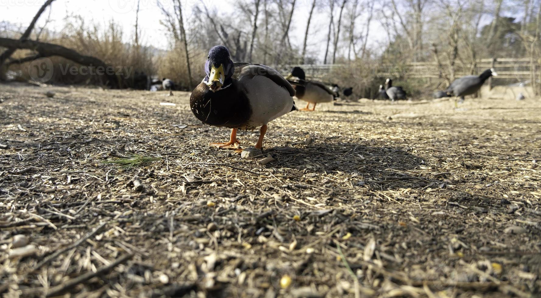 Ducks in the wild photo