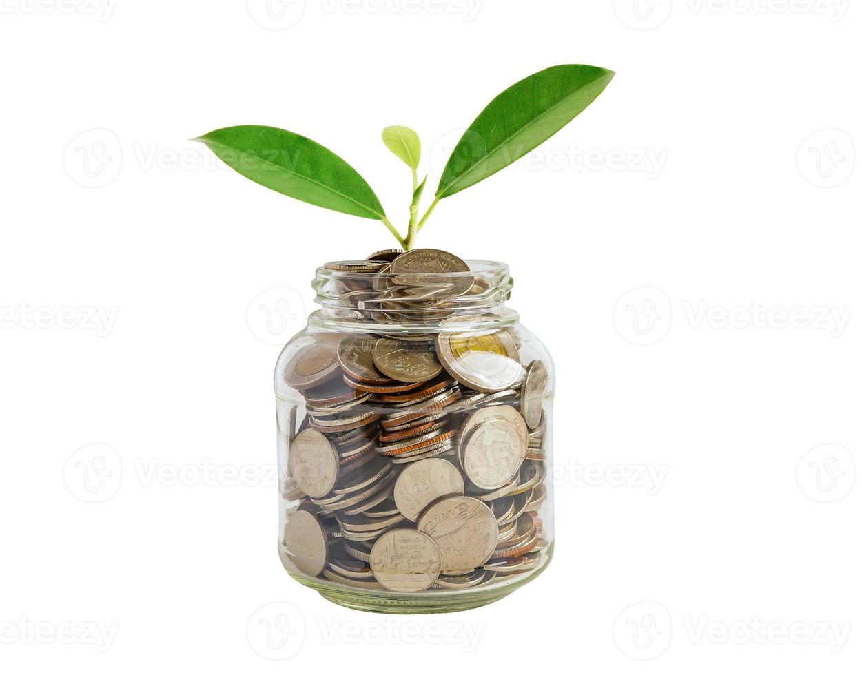 Green leaf plant on save money coins, Business finance saving banking investment concept. photo