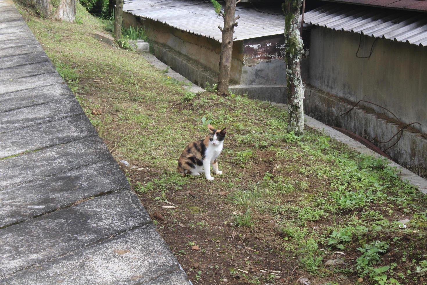 Cat On Grass photo