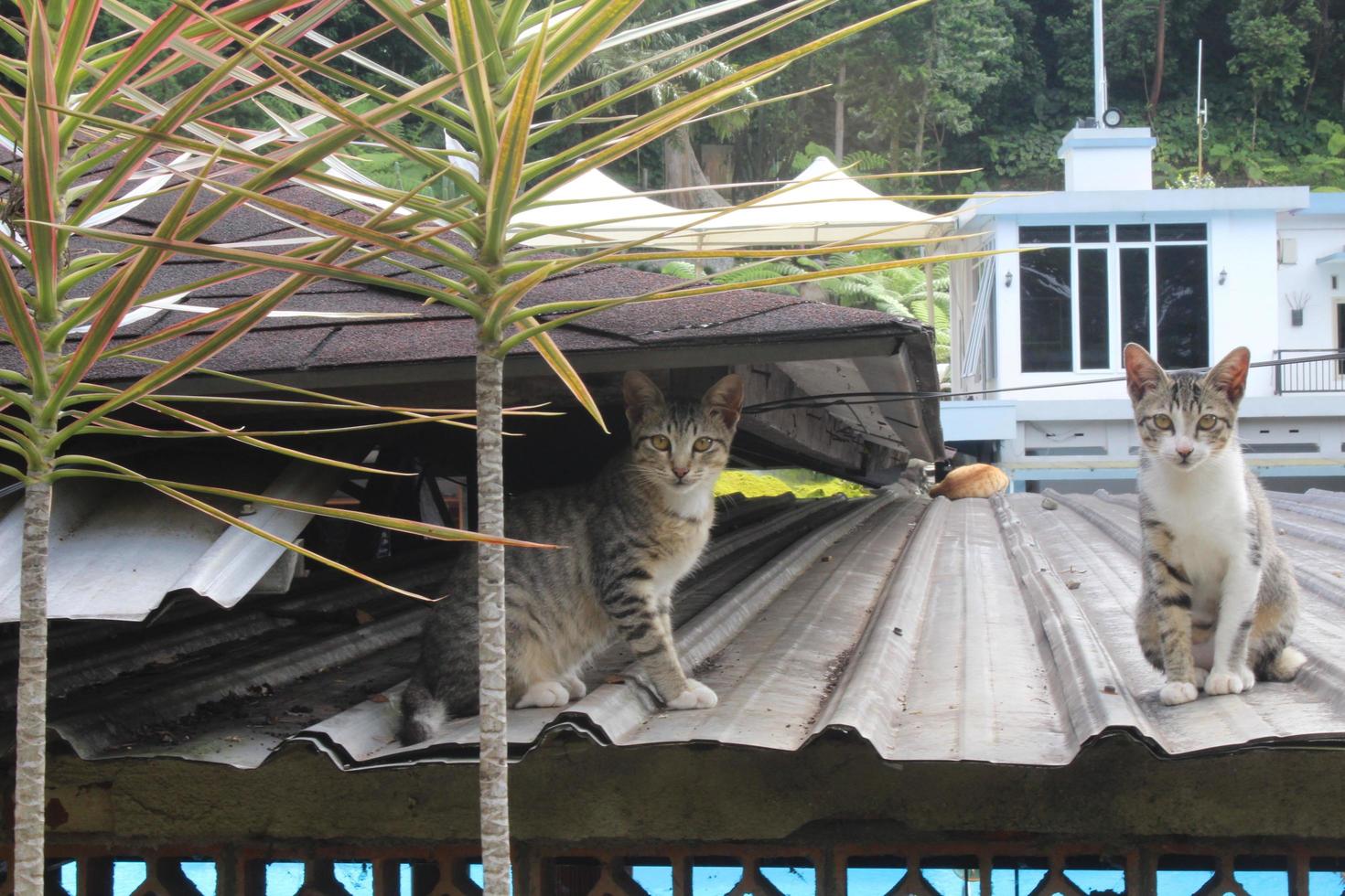 gato sentado en techo foto