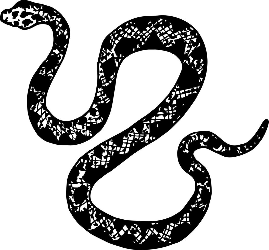 Hand drawing snake. Wildlife snake tattoo. Wild snake sketch vector