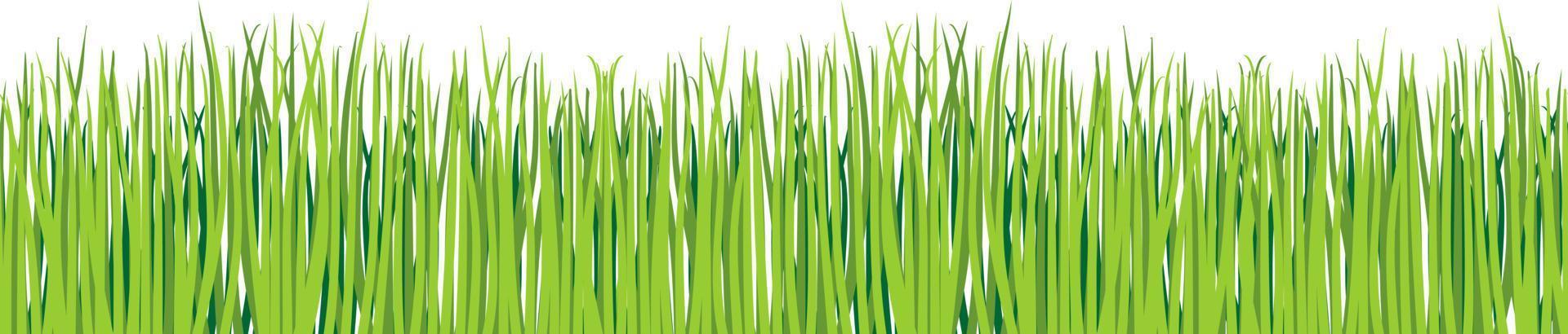 Green grass. Horizontal green lawn vector set. Realistic illustration of green lawn, border or meadow