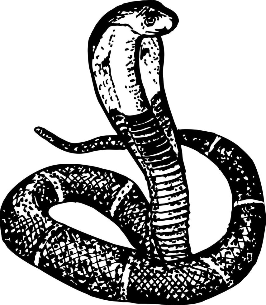 Rey cobra bosquejo. cobra serpiente tatuaje estilo en negro y blanco. impresión diseño para camiseta. serpiente animal bosquejo grabado vector