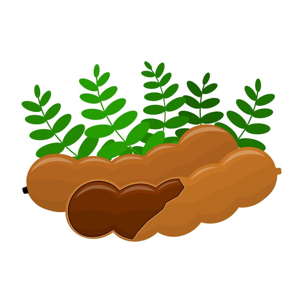 Tamarind Is A Fruit That Has A Very Sour Taste. Usually This Fruit Grows A Lot In Tropical Climates Such As In Indonesia vector
