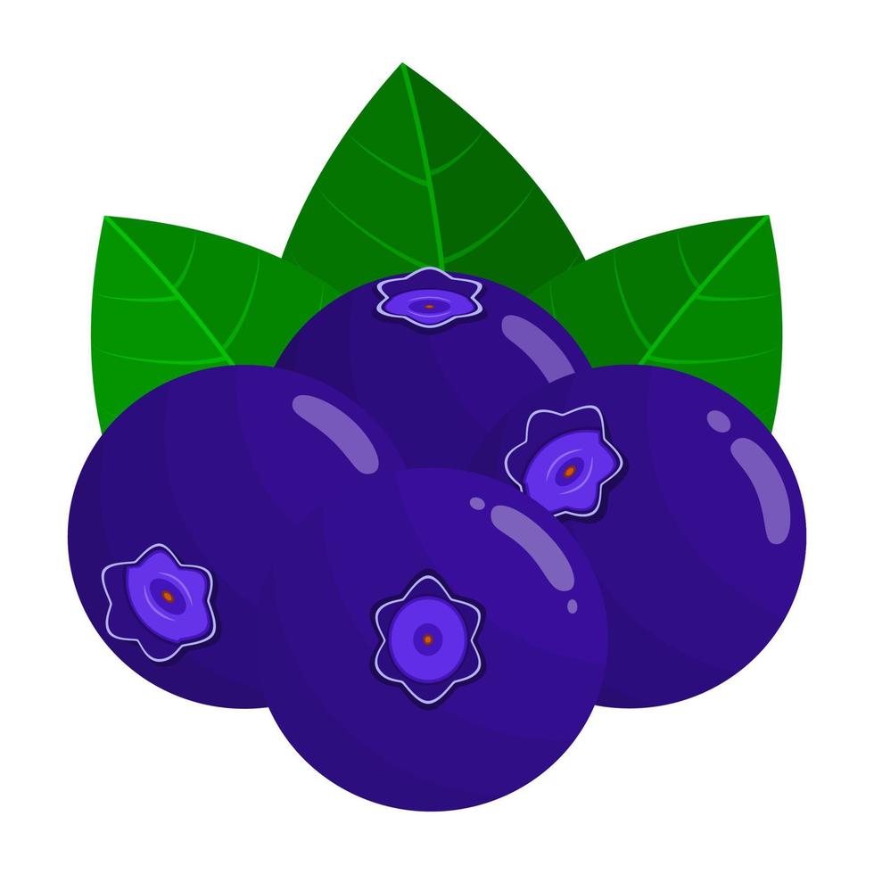Bilberry Or Blueberry Is A Fruit That Has A Fresh Sour Taste. This Fruit Has Benefits For The Health Of The Body vector