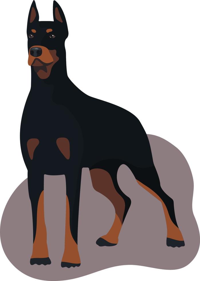 Cartoon standing dobermann in flat vector style isolated on white background. Domestic animal