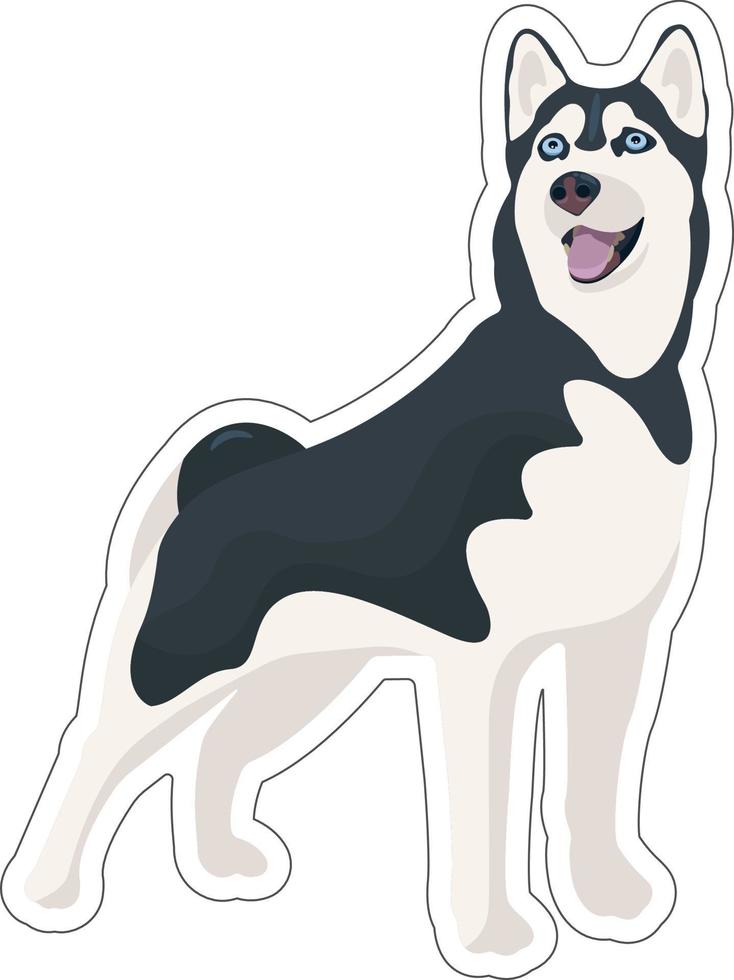 vector siberiano fornido pegatina. negro y blanco perro en pie y sonriente, lengua colgando afuera. linda dibujos animados mascota. Doméstico animal