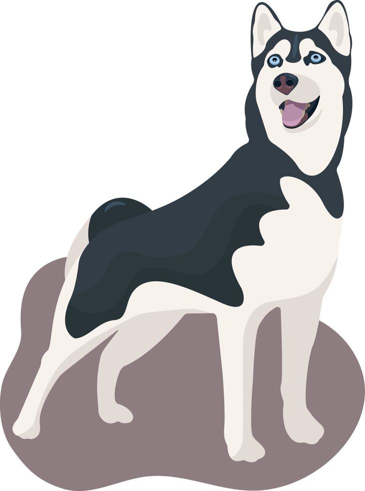 Vector black and white dog Siberian Husky standing and smiling, tongue hanging out. Cute cartoon pet. Domestic animal