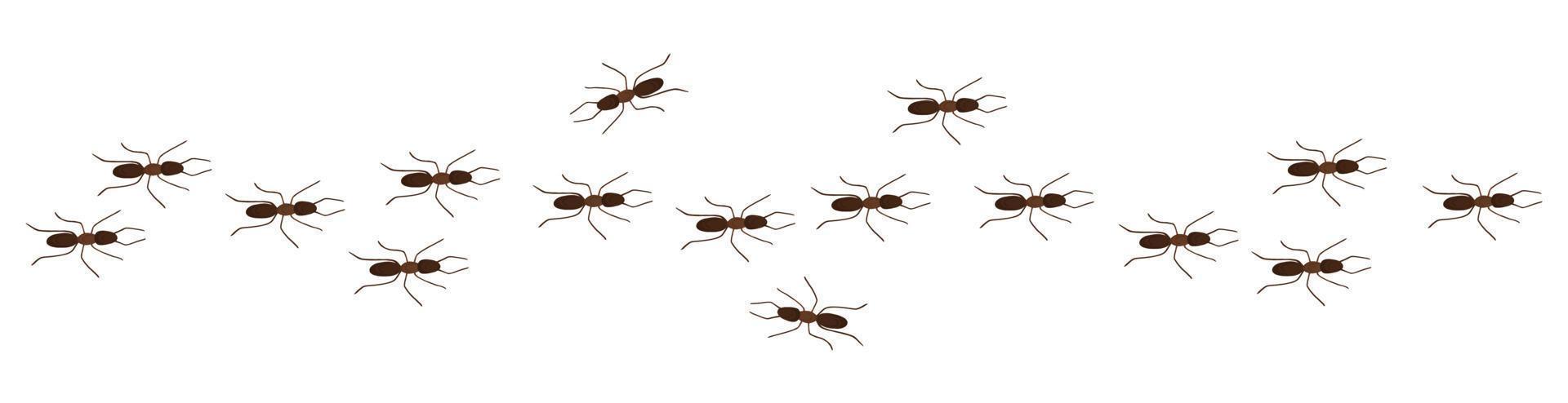 Ant trail line vector