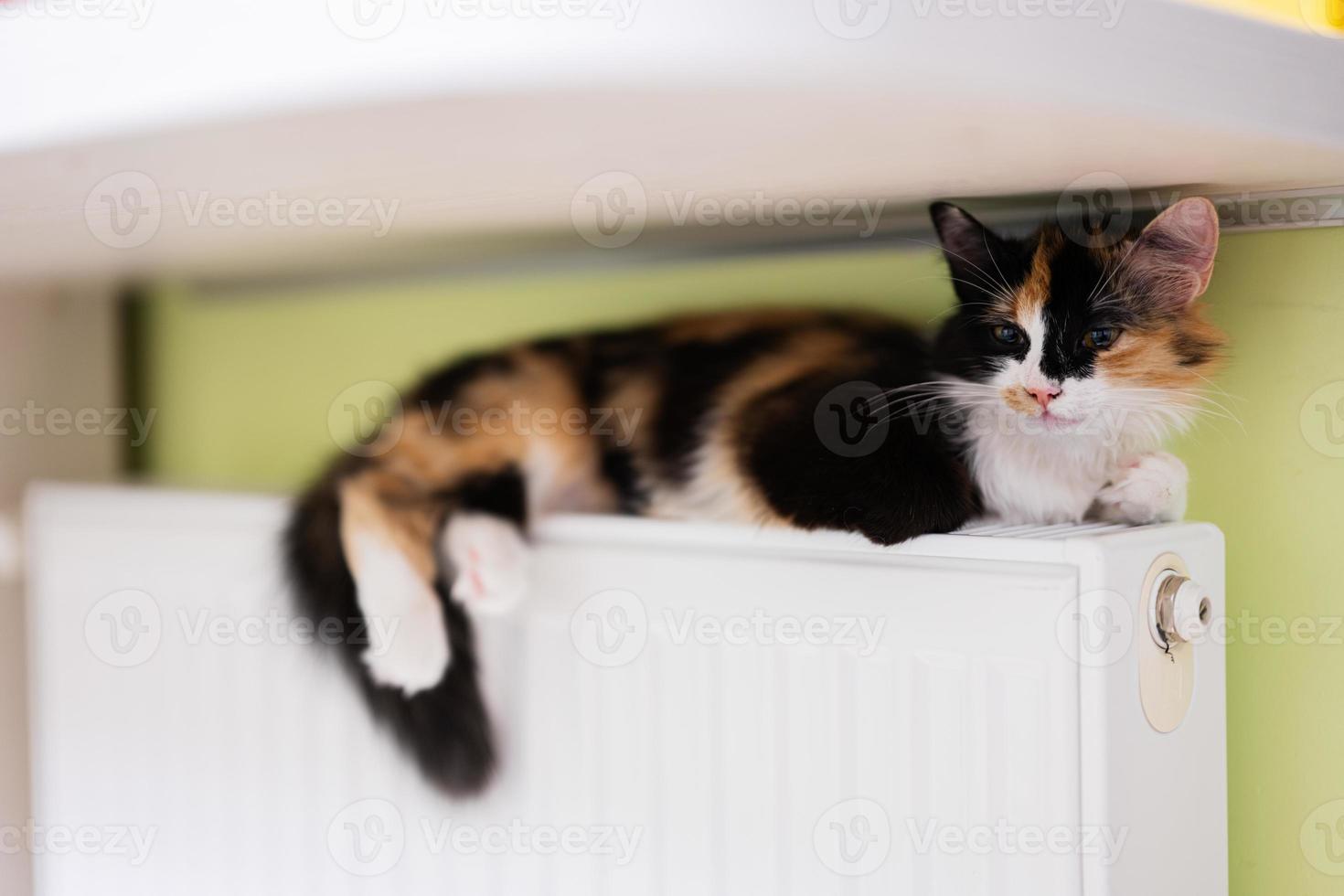 Cat lies on a heating radiator on a cold day. photo