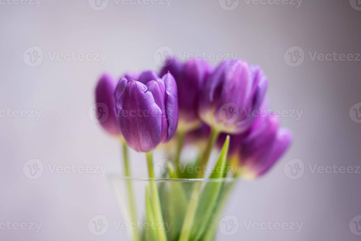 Bouquet of purple tulips with green leaves in glass vase. photo