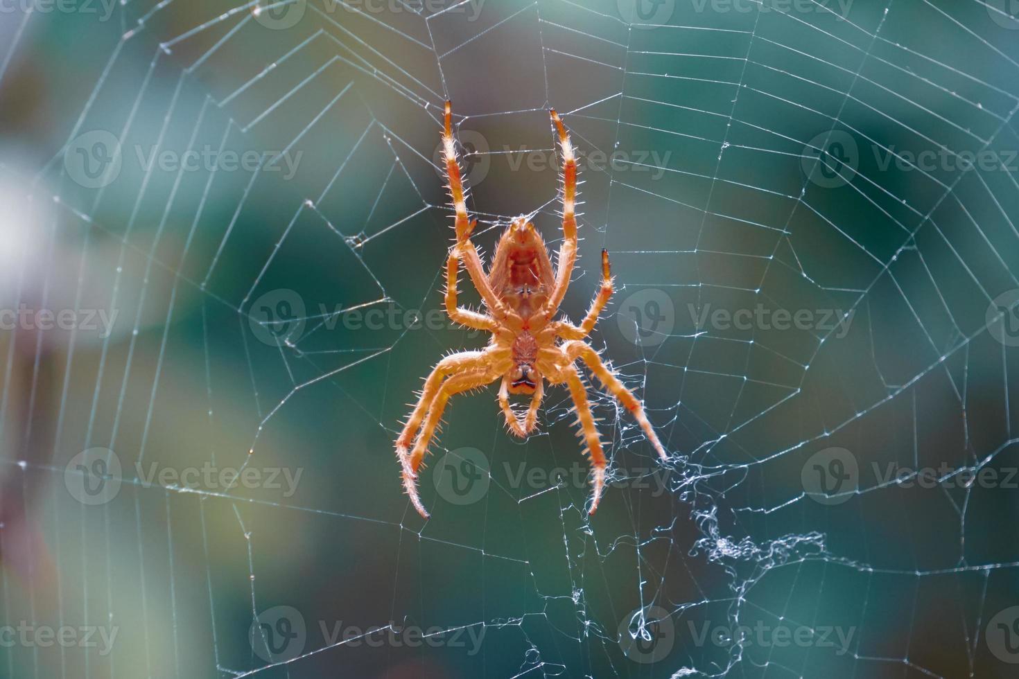 spider on the spider web waiting to hunt photo