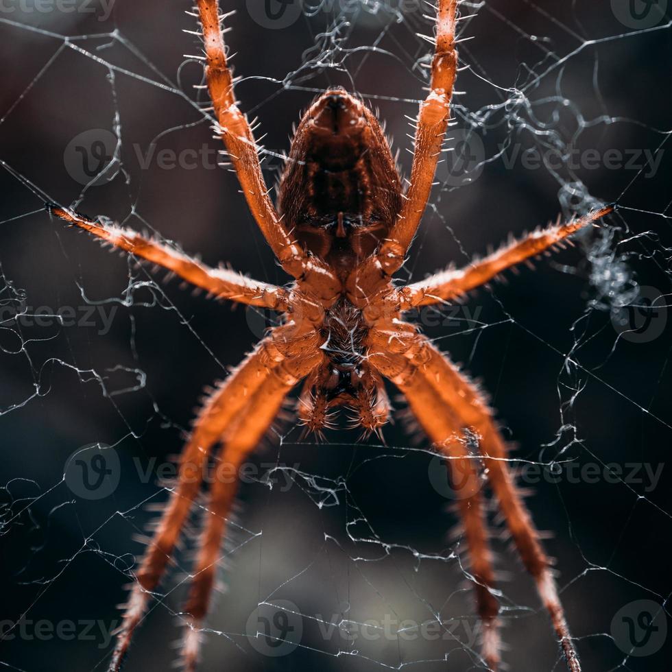 spider on the spider web waiting to hunt photo