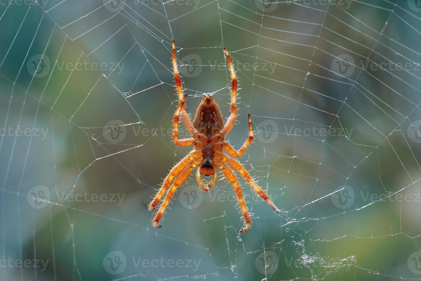 spider on the spider web waiting to hunt photo