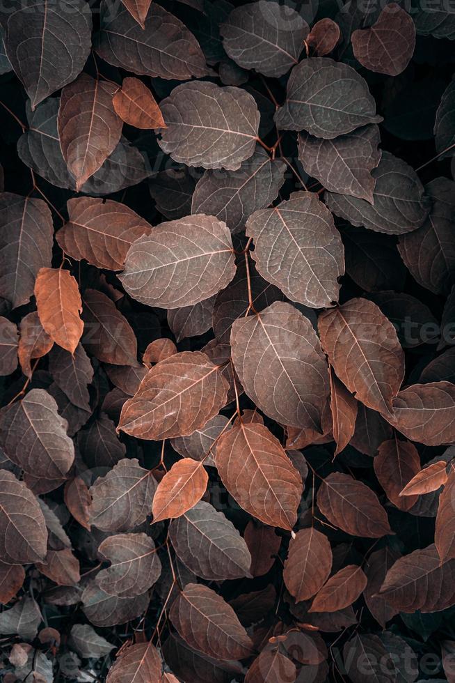 brown japanese knotweed plant leaves in autumn season, brown background photo