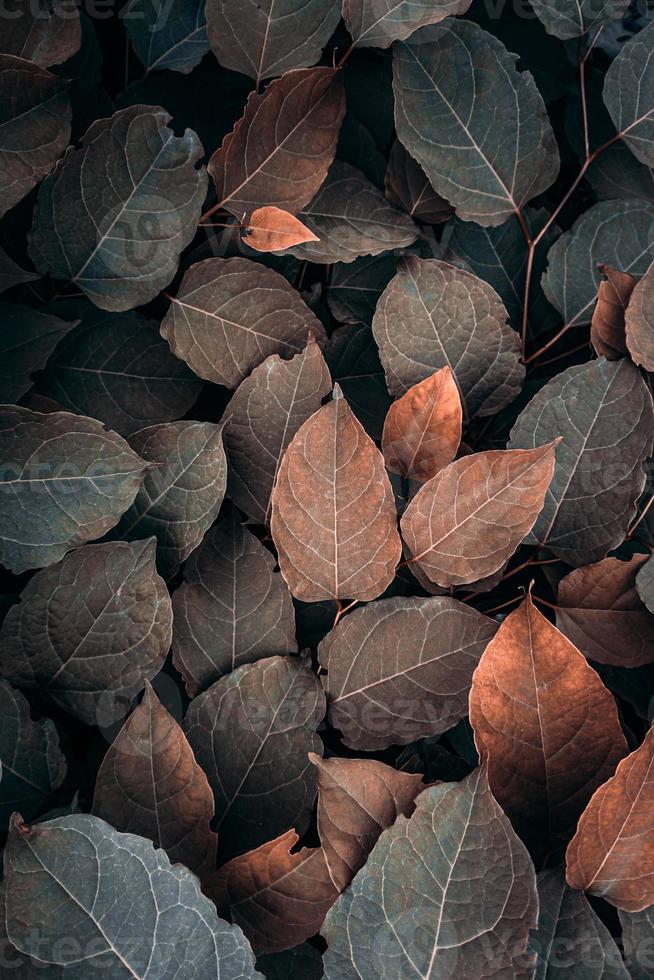 brown japanese knotweed plant leaves in autumn season, brown background photo