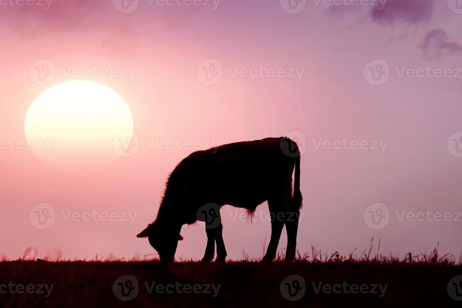 calf silhouette in the meadow with sunset background photo