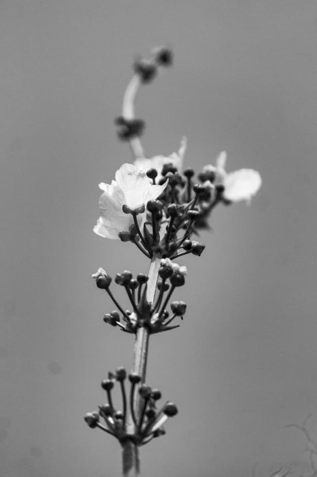 Echinodorus palaefolius bloom in the garden photo