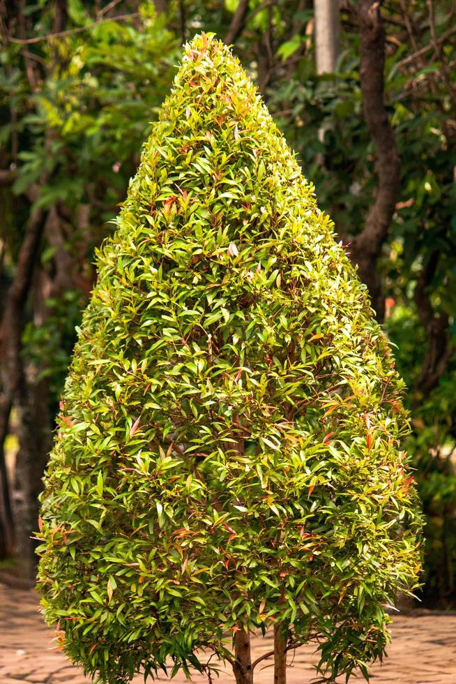 Plant looks like Christmas tree in the park 20820153 Stock Photo at