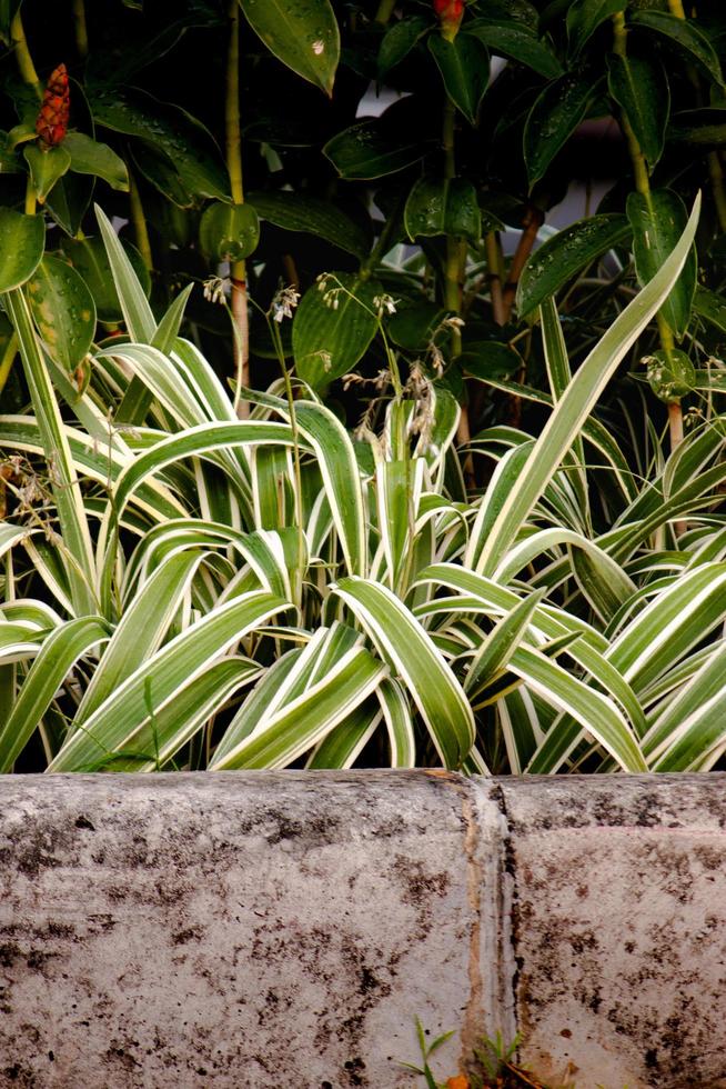 hoja verde en el jardin foto