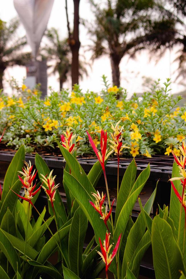close up beautiful heliconia flower in a garden, background wallpaper