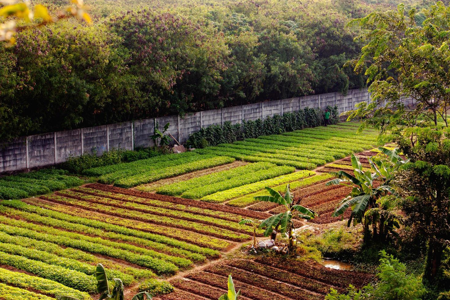 beautiful ricefield in the center of the city, background wallpaper, seamless pattern, high-quality photo