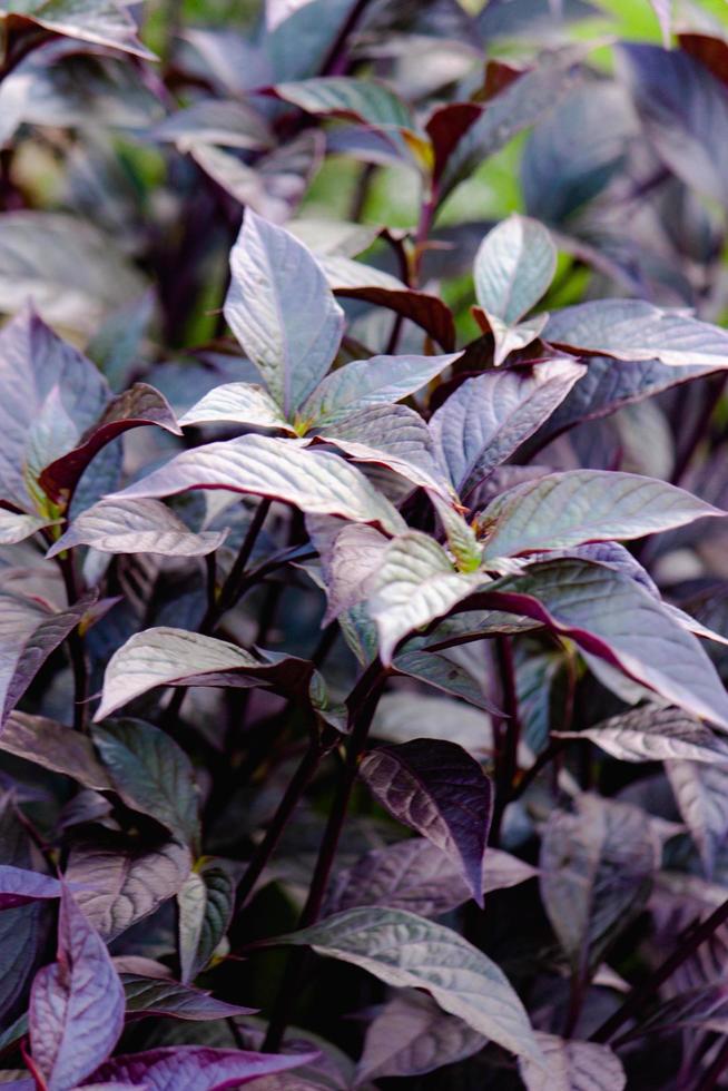 Alternanthera Little Ruby plant in the garden photo