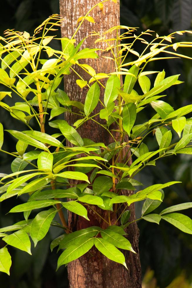 green leaf plant in the garden photo