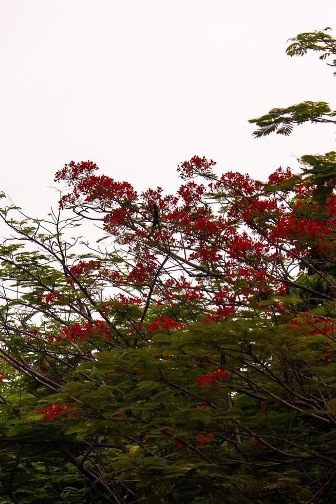 poinciana tree in the garden photo