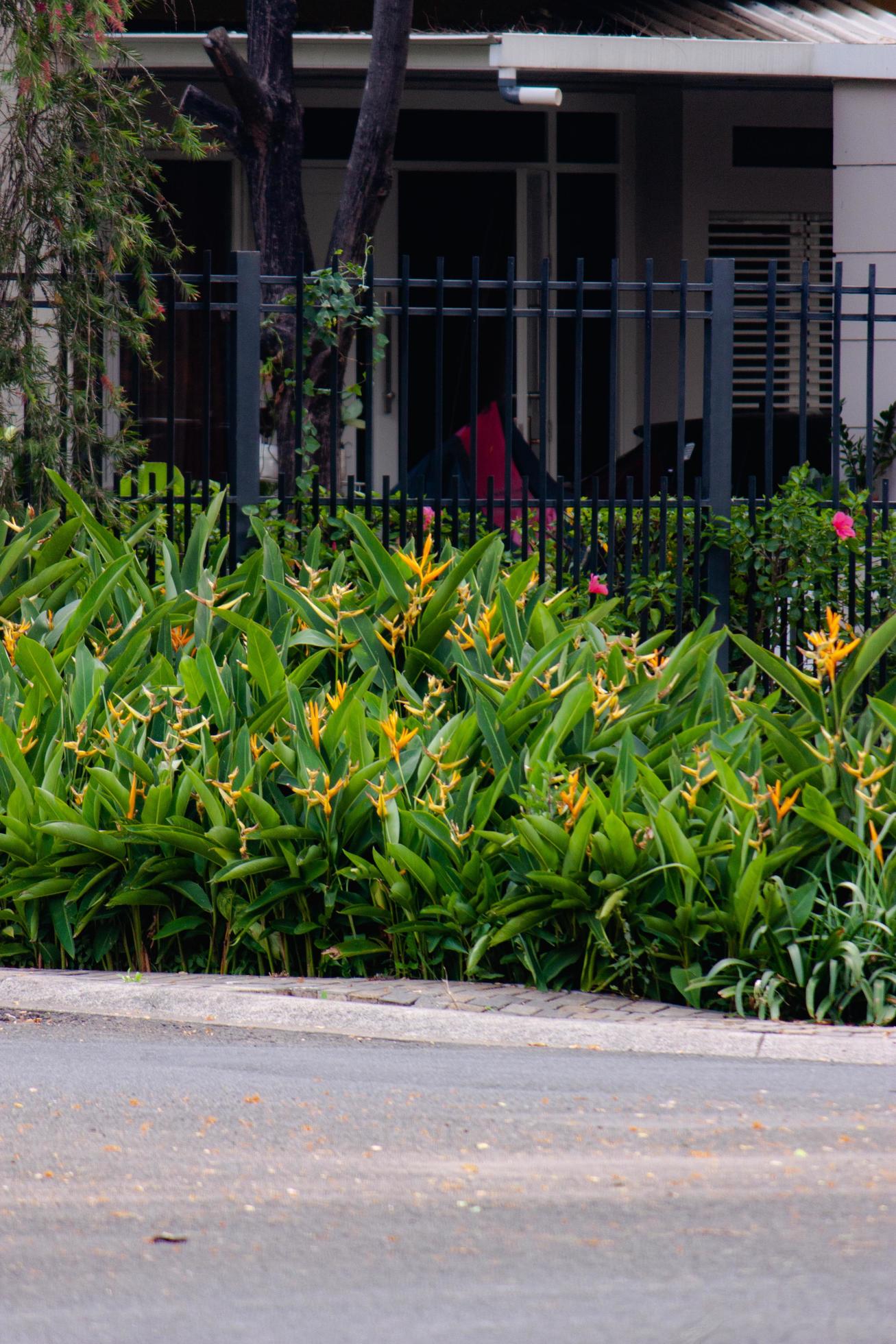 close up beautiful heliconia flower in a garden, background wallpaper