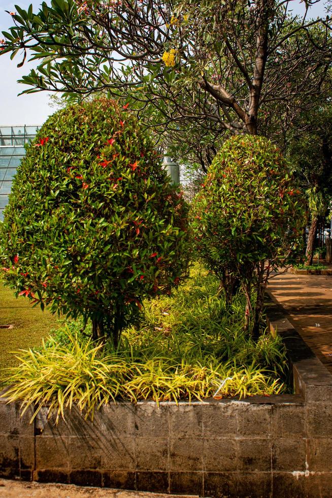 parque en otoño foto