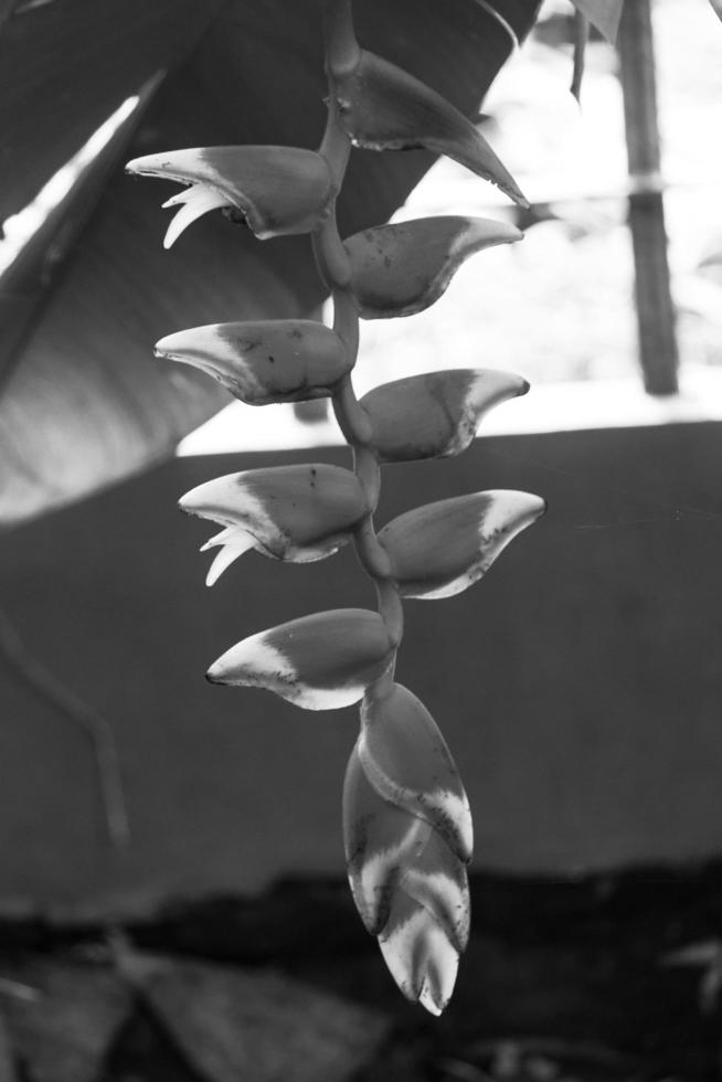 Heliconia Rostrata in the garden photo