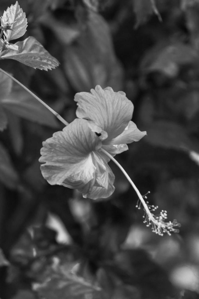 hibiscus flower in the garden photo