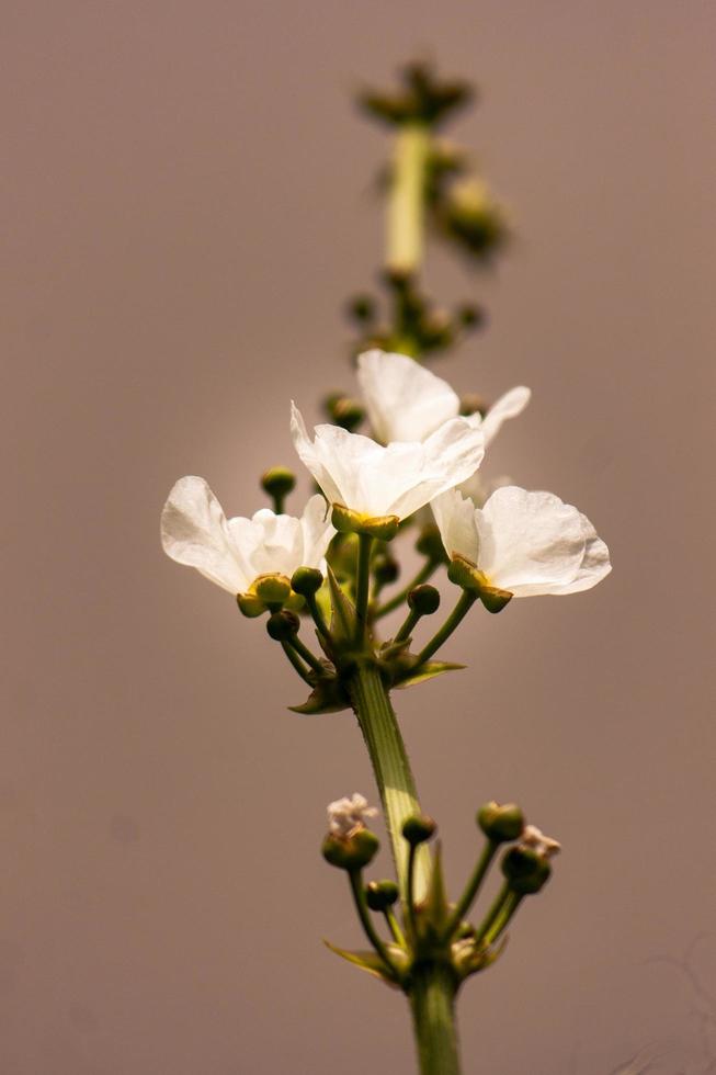 Echinodorus palaefolius bloom in the garden photo