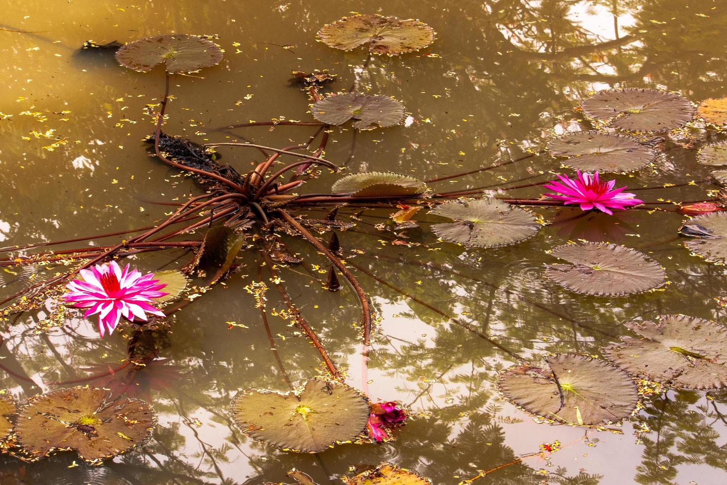agua lirio loto en el jardín foto