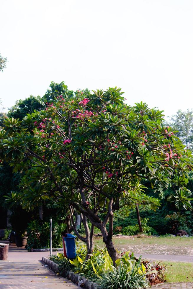 hermosa Mañana ligero en público parque foto