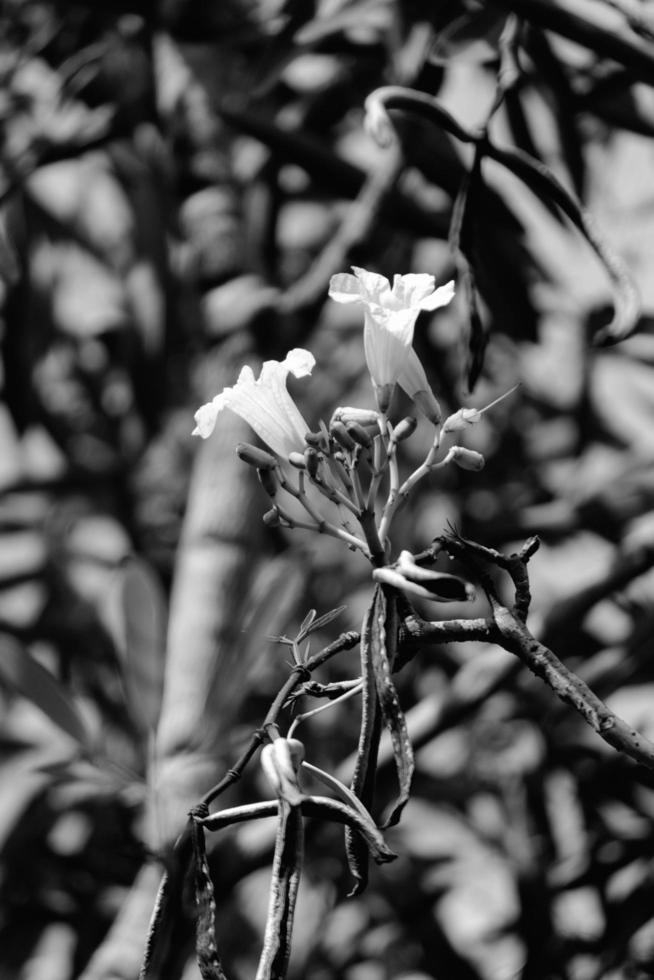 plumeria flower in the garden photo