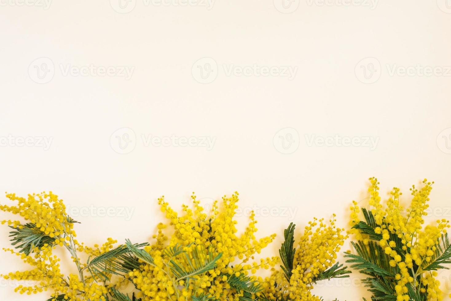 Floral frame of yellow mimosa branches on white background. Flowers of woman day. Flat lay, top view. photo