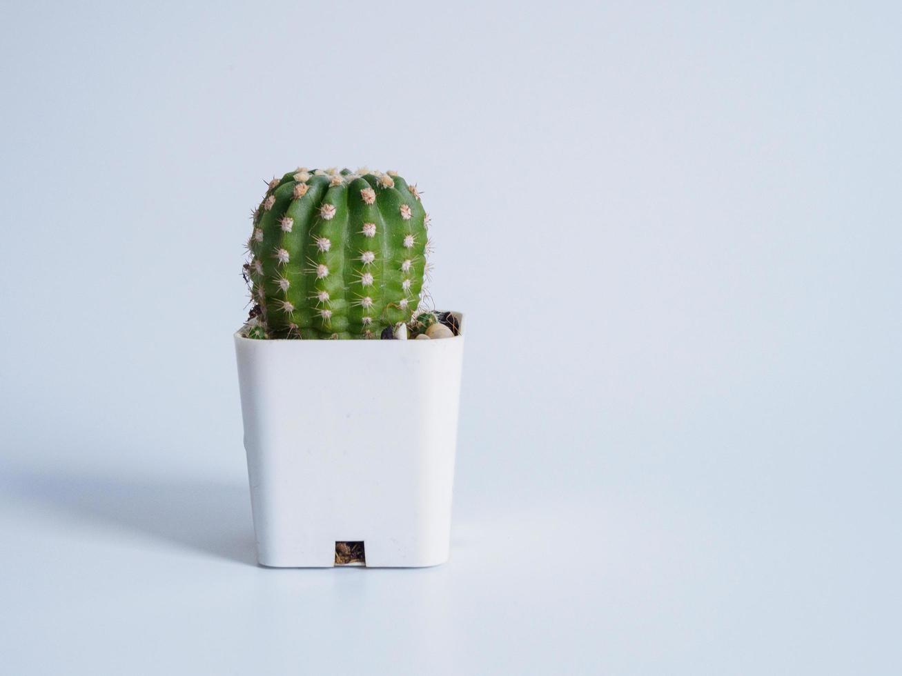 Small green cactus in a white pot. inside the room white background. images look fresh and bright, suitable for decorating homes, bedrooms, desks, offices. photo