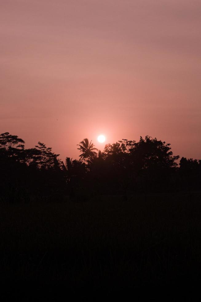 puesta de sol detrás el oscuro arboles foto