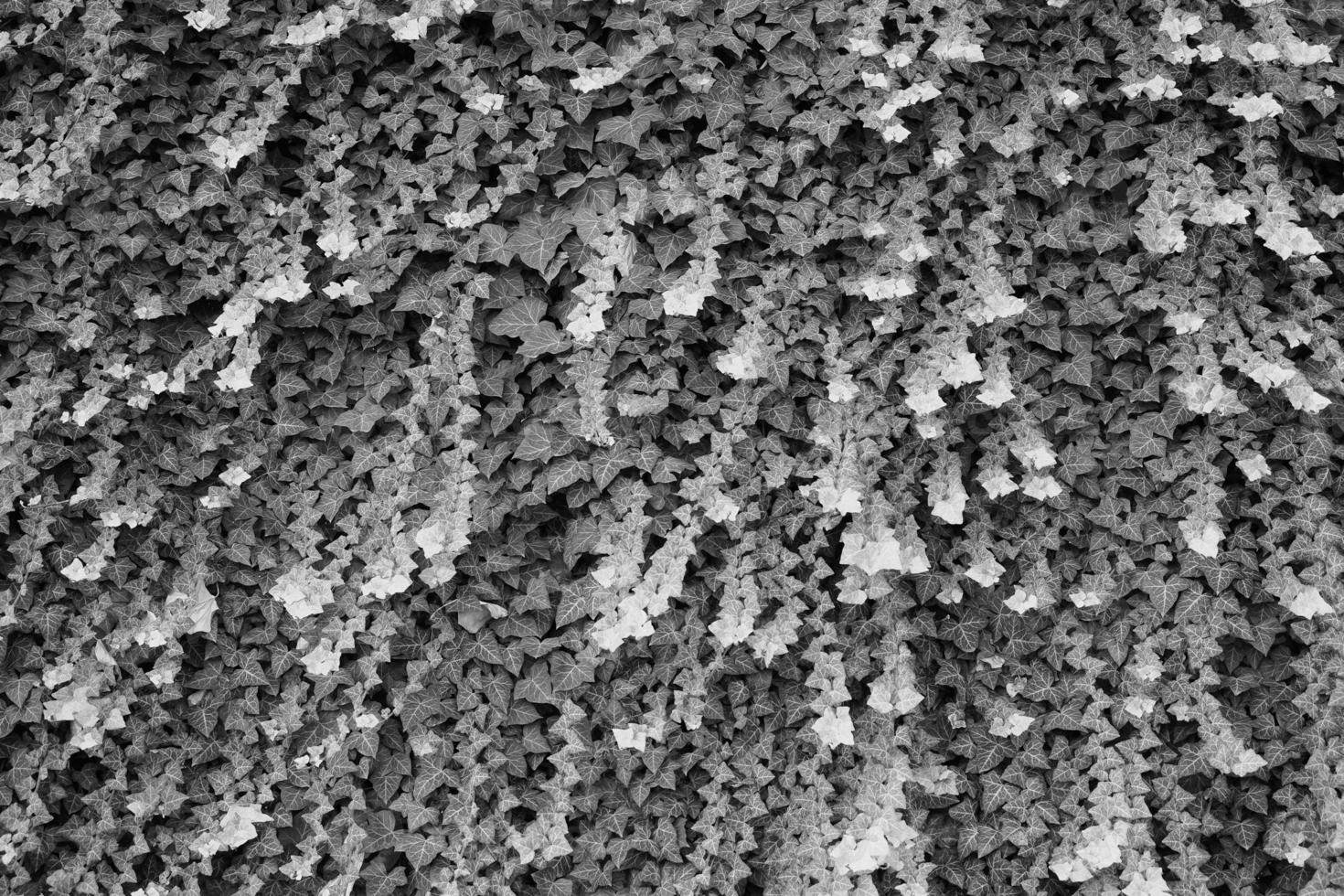 ivy plant background in black and white photo