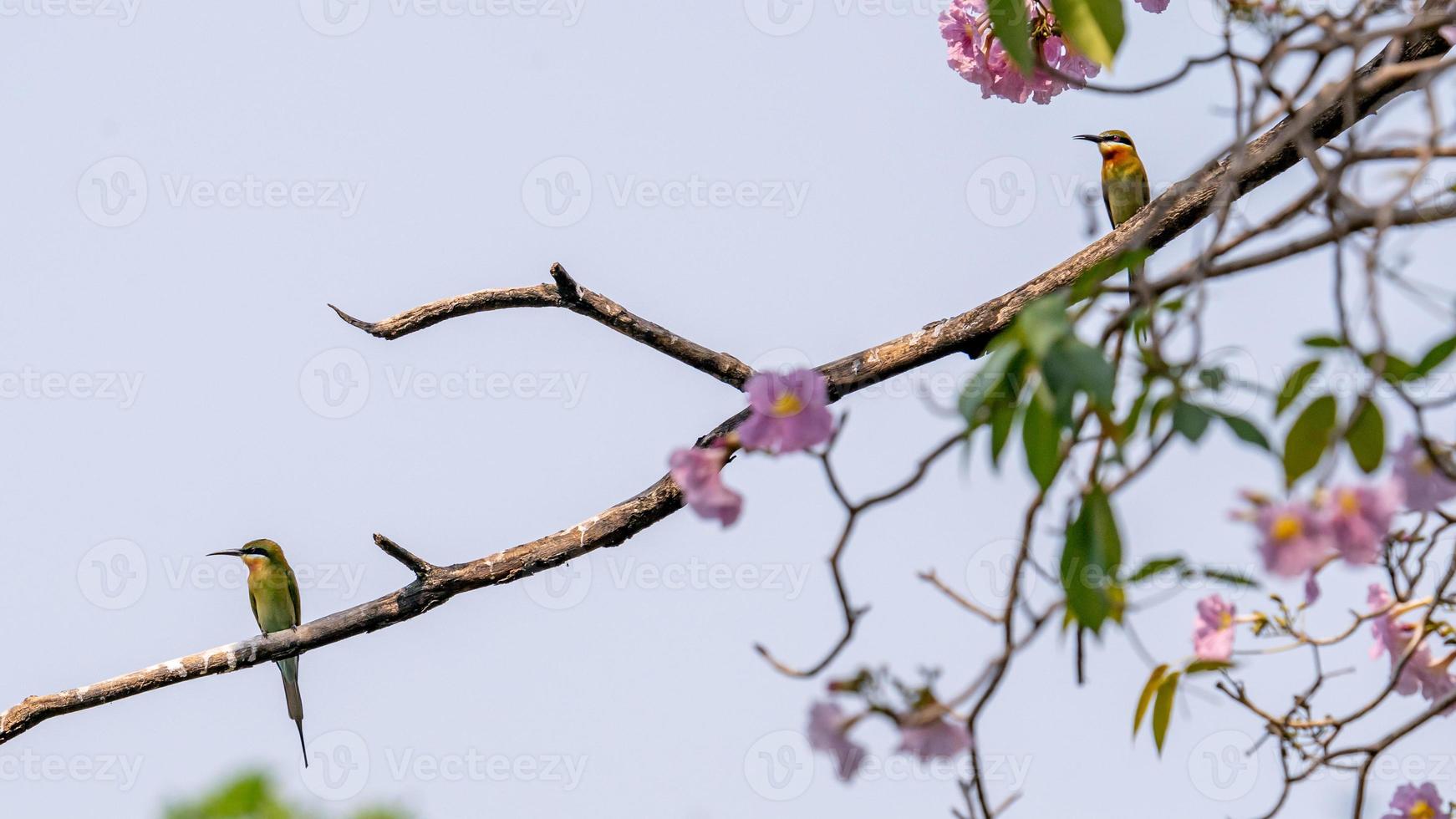 blue tailed bee eater perched on tree photo