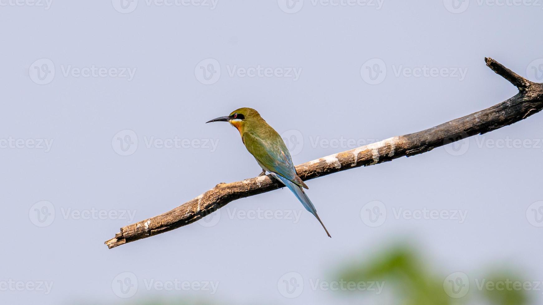 blue tailed bee eater perched on tree photo