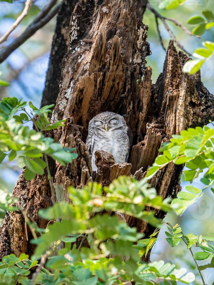 spotted owlet sleeping in tree hollow photo